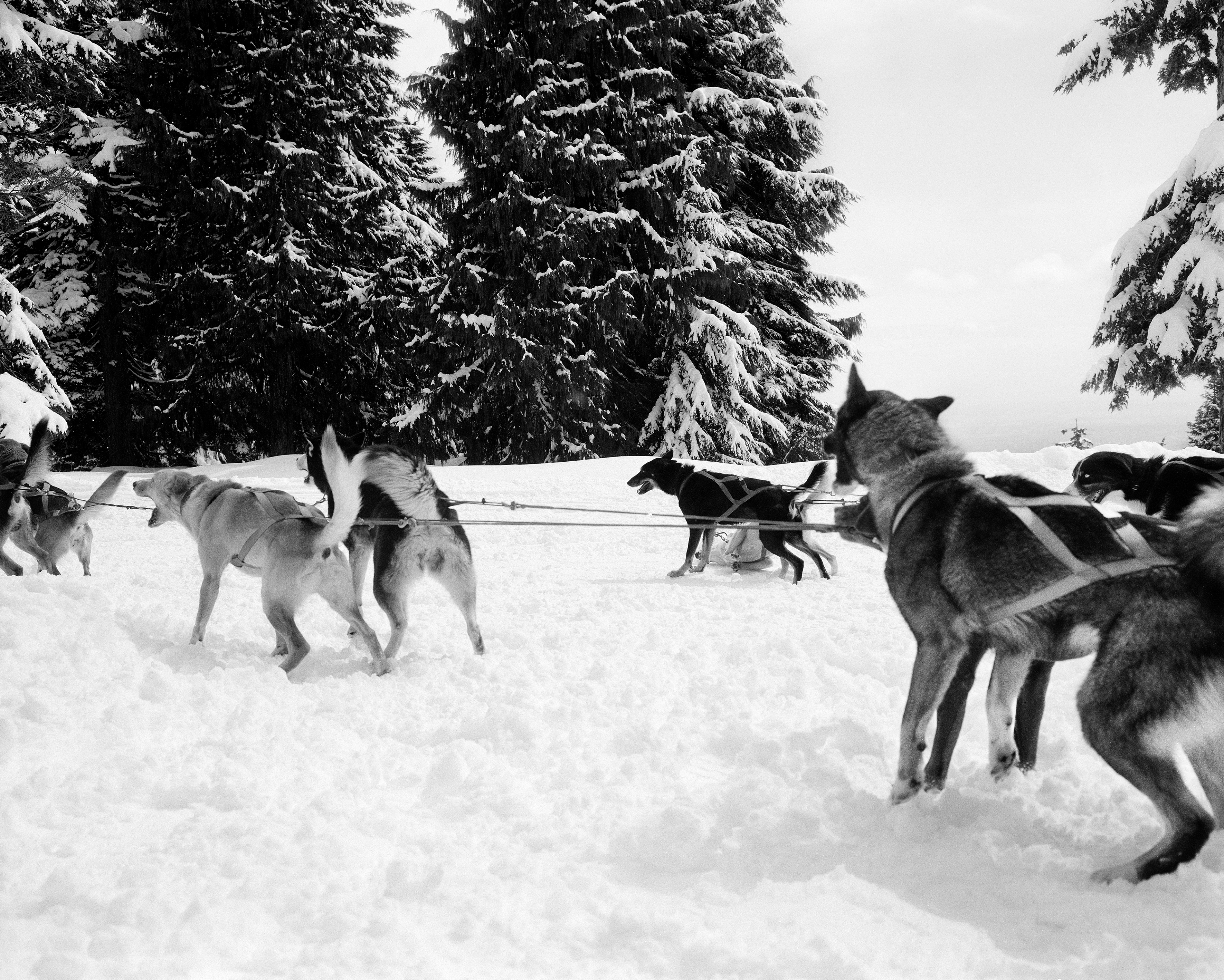  - Snow dogs, Vancouver, 2008