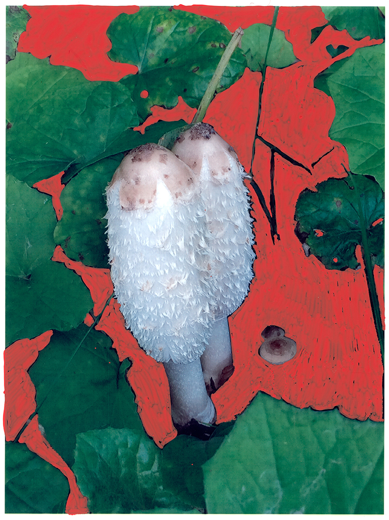 14.04 Viviane Sassen - Coprinus Comatus, 2017