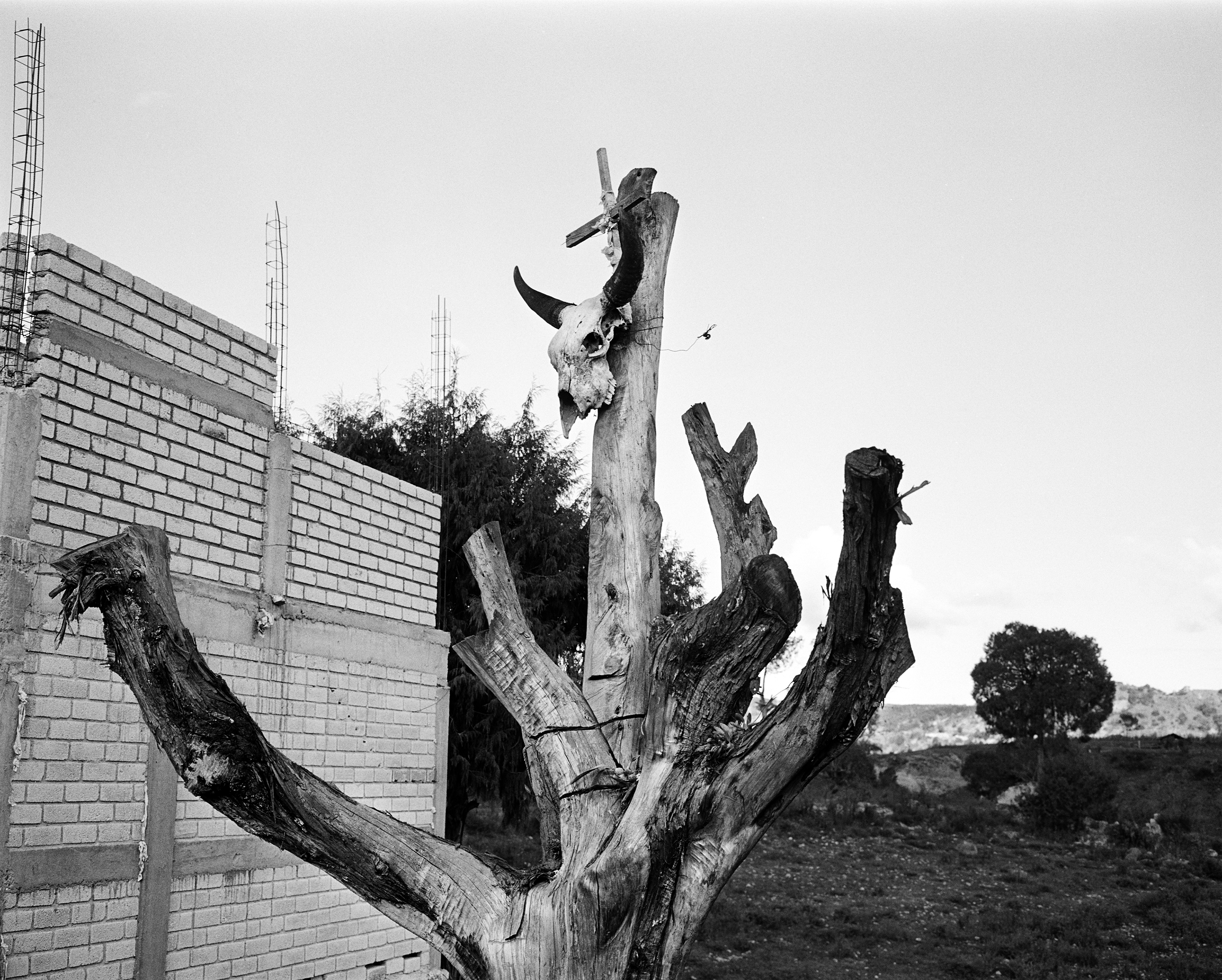  - Skull tree, Oaxaca, 2018