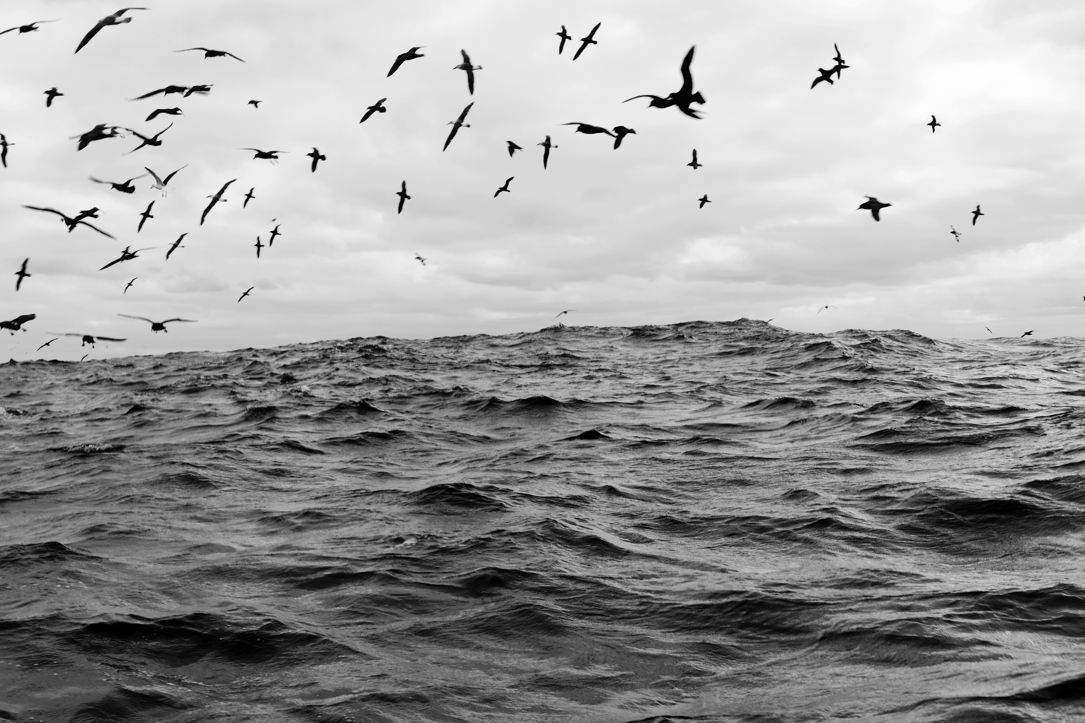  - Sea birds, Cape Point, 2018