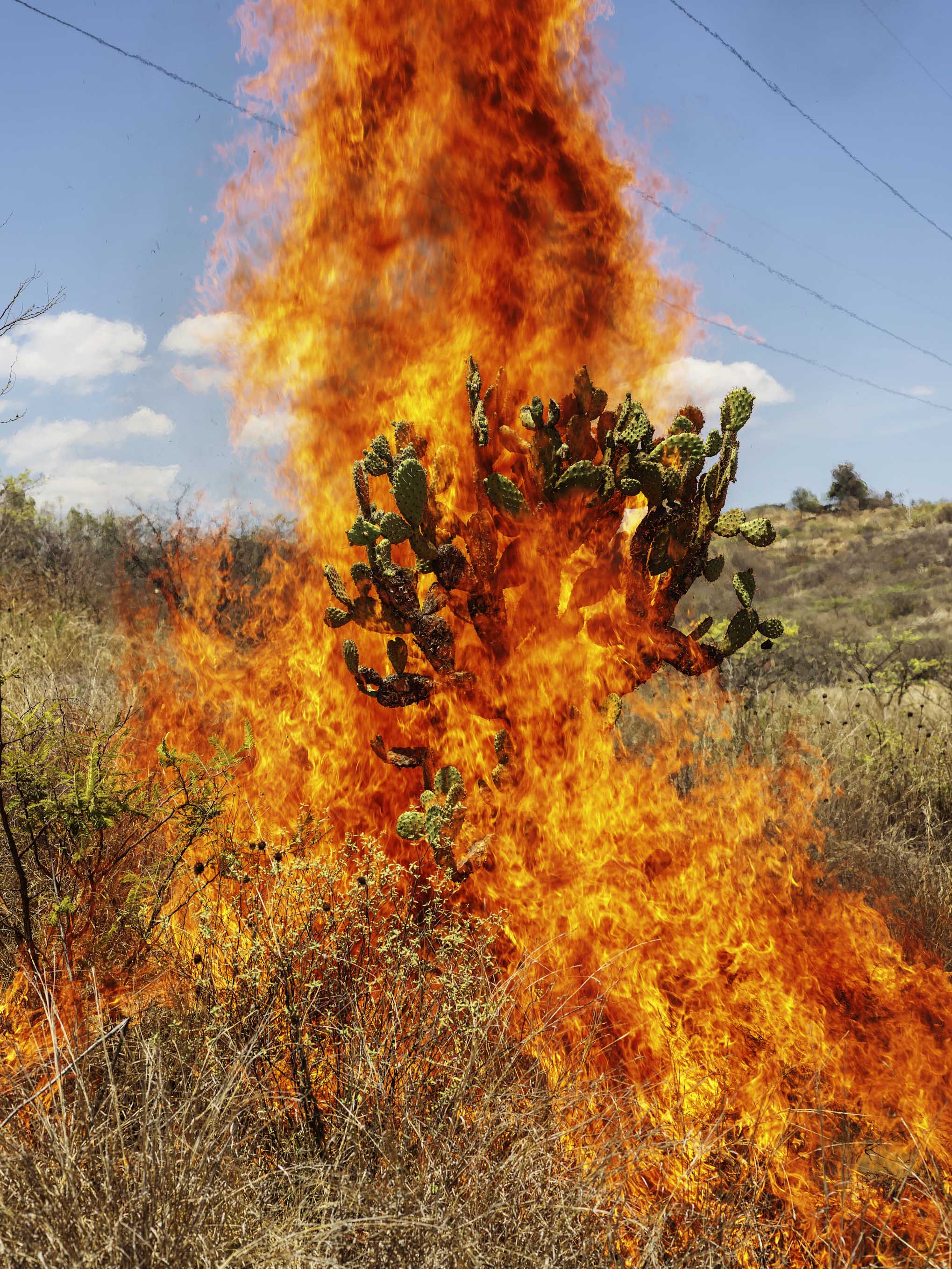  - Burning bush. Oaxaca de Juárez, 2018, 