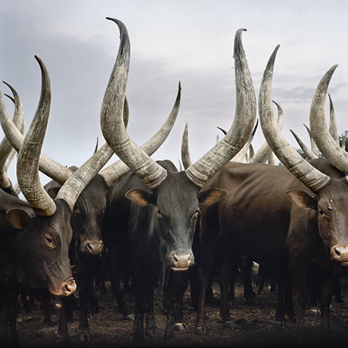 The Incredible Beauty of Cattle Deemed Sacred Around The World