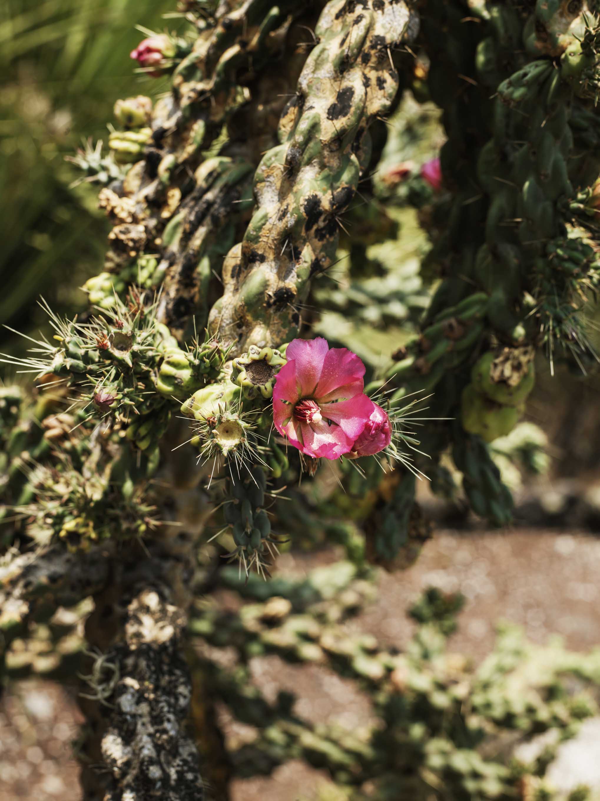  - Spring blossom. Mexico City, 2019, 