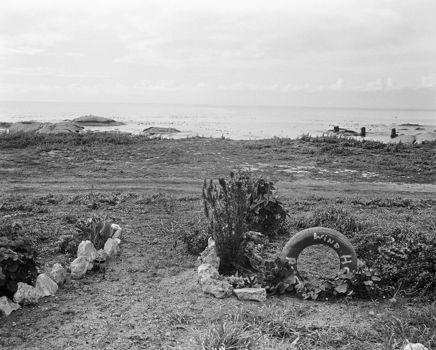  - Lynette Losper's garden, St Helena Bay II, 2024