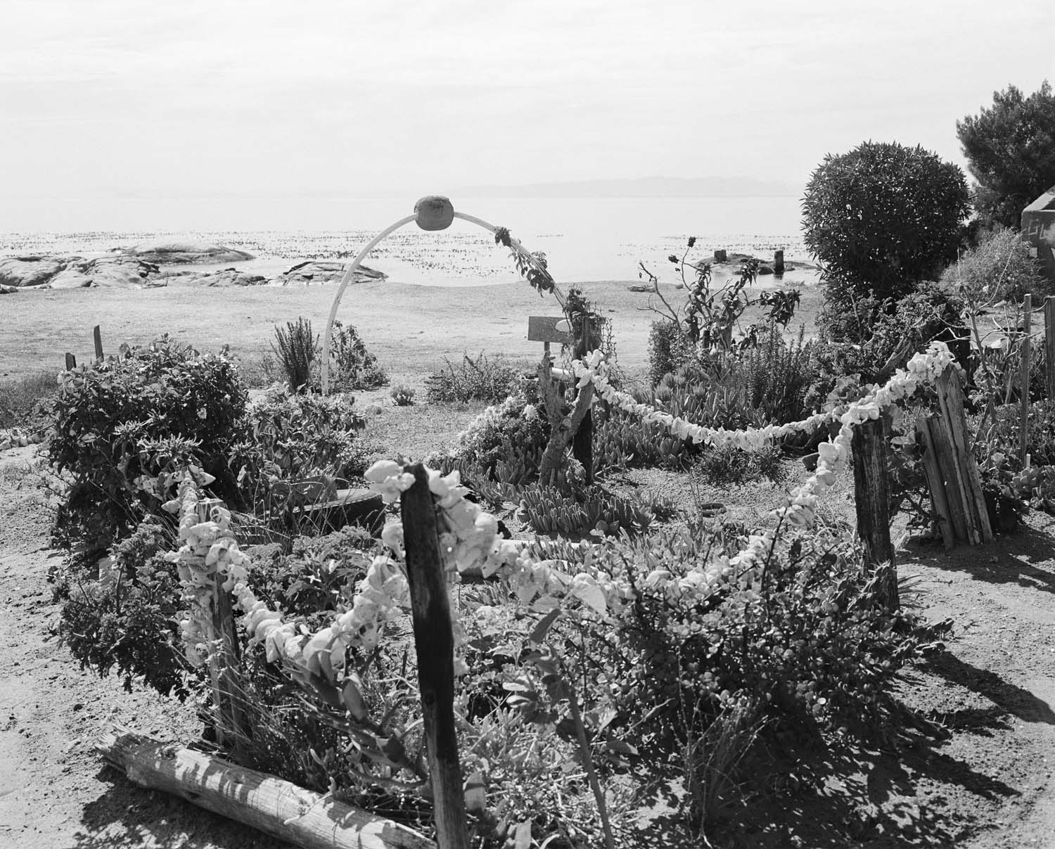  - Lynette Losper's garden, St Helena Bay IV, 2024