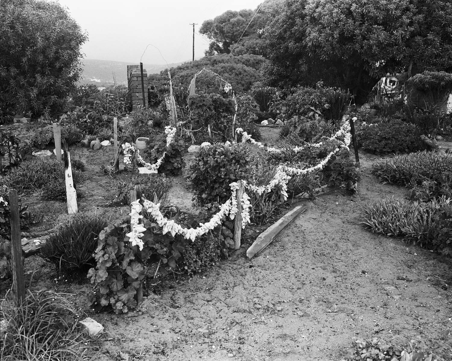  - Lynette Losper's garden, St Helena Bay V, 2024
