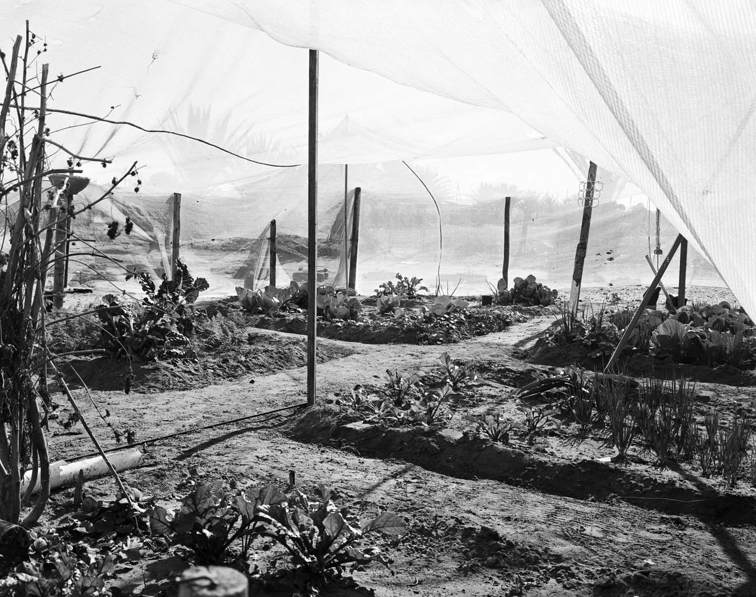  - Jo-Marie Robinson’s garden, Doringbaai ll, 2025