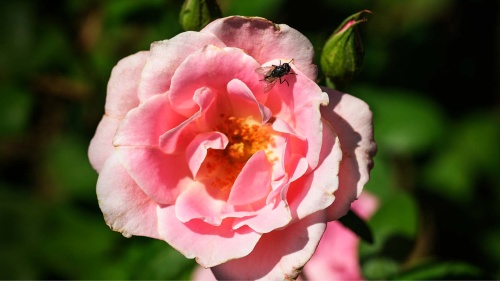 Pieter Hugo in Kyoto