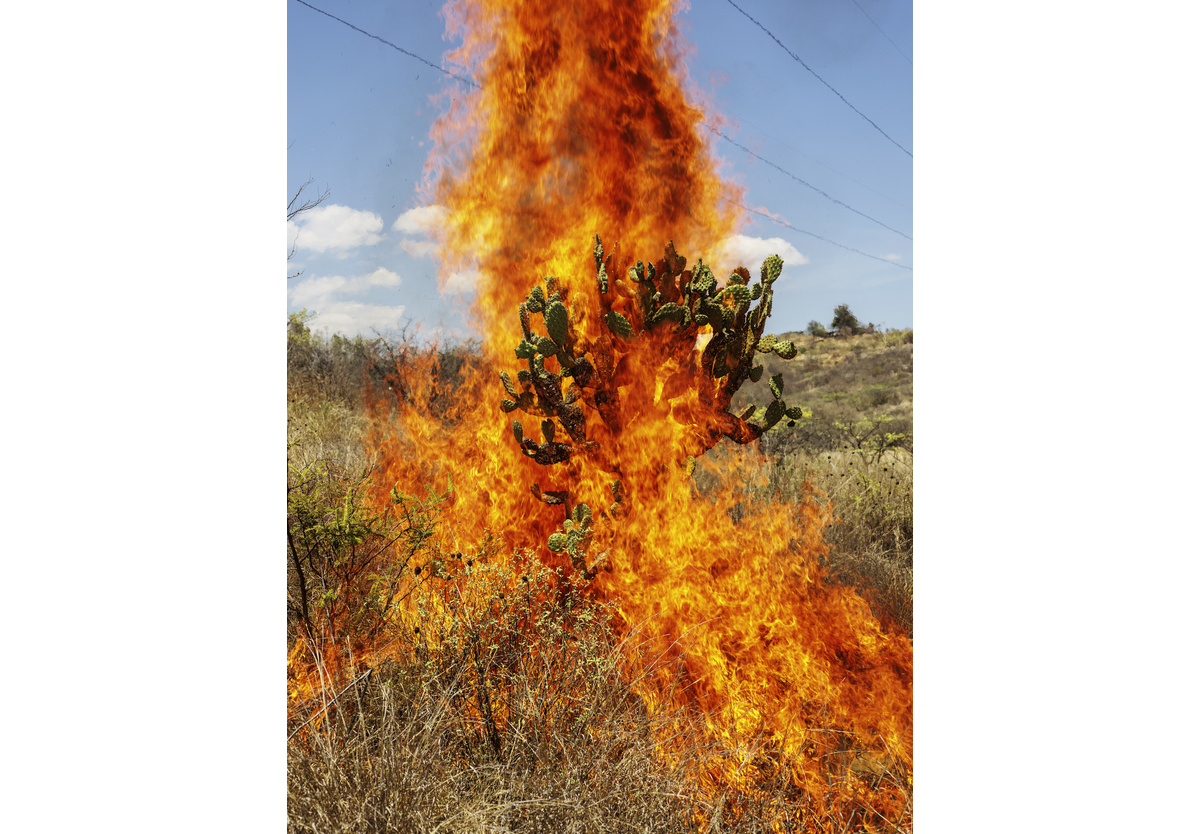 Pieter Hugo - Burning bush. Oaxaca de Juárez, 2018