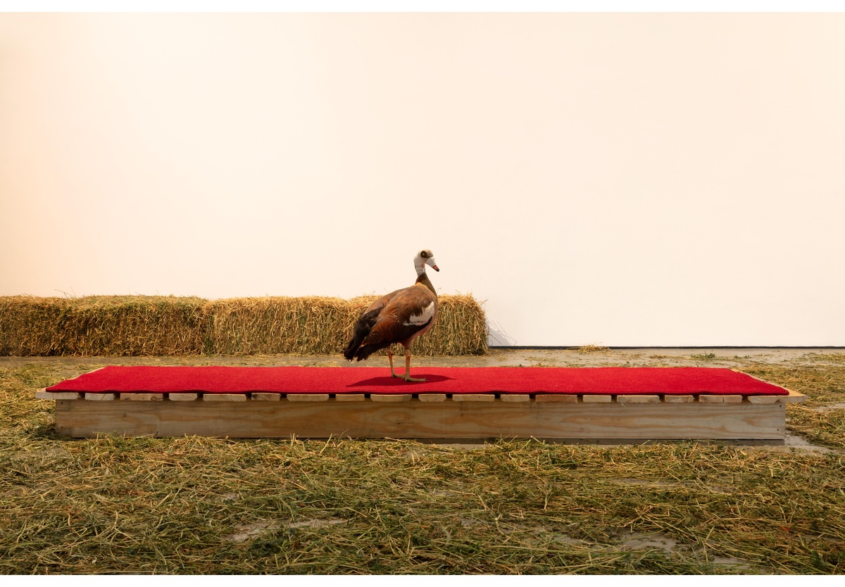 Mawande Ka Zenzile - The Golden Goose (An Autobiography of an Artist), 2020-2024