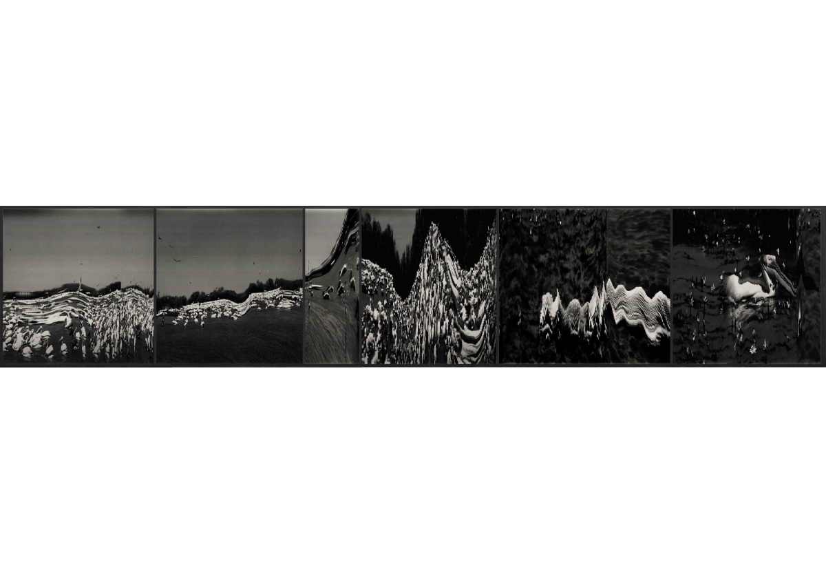 Mame-Diarra Niang - Tales of a Pelican, 2025