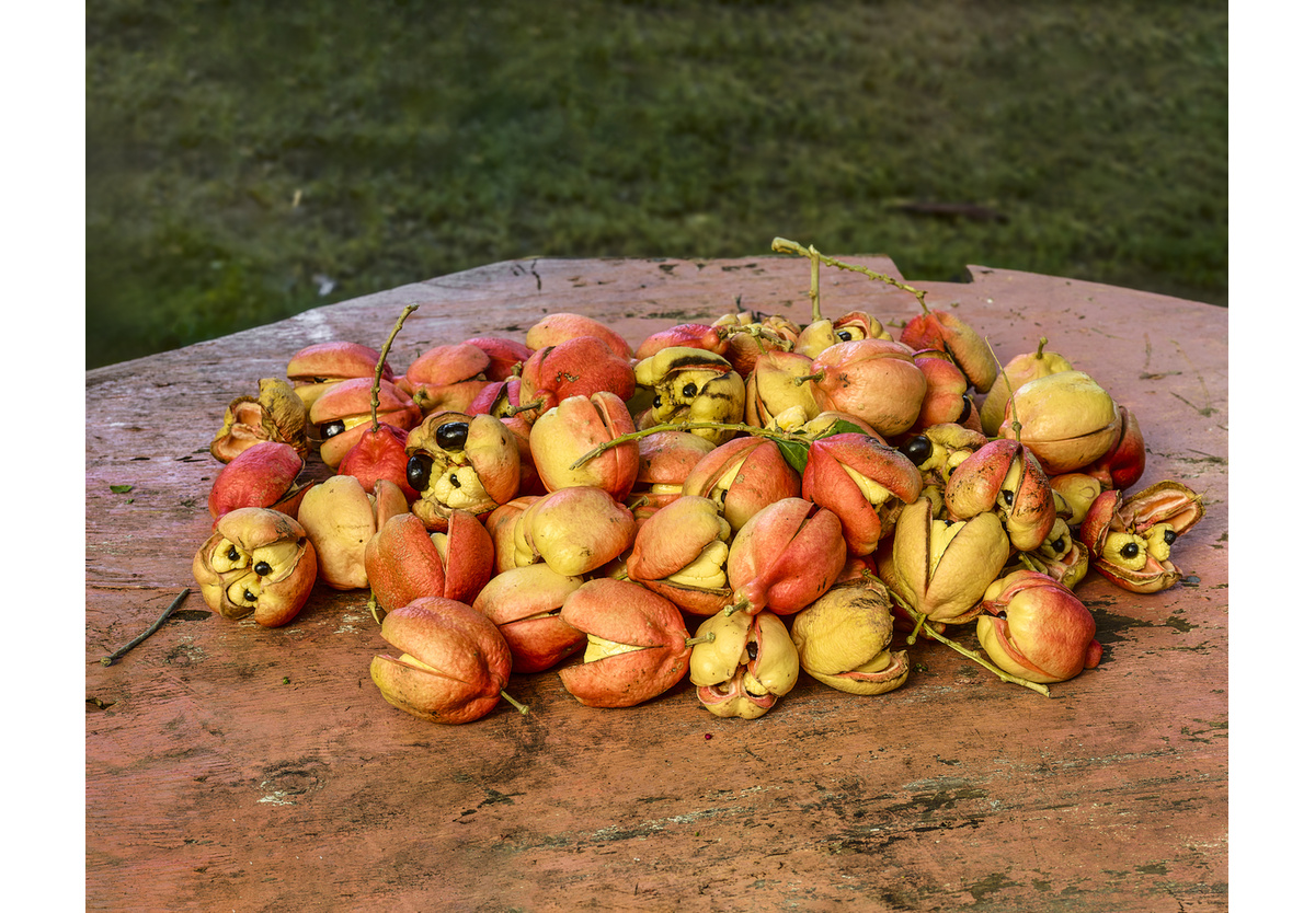  - Ripe ackee, Port Maria, Jamaica, 2016
