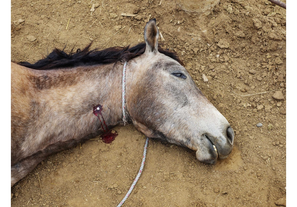  - The gelding. El Alamito Buenavista, 2019, 