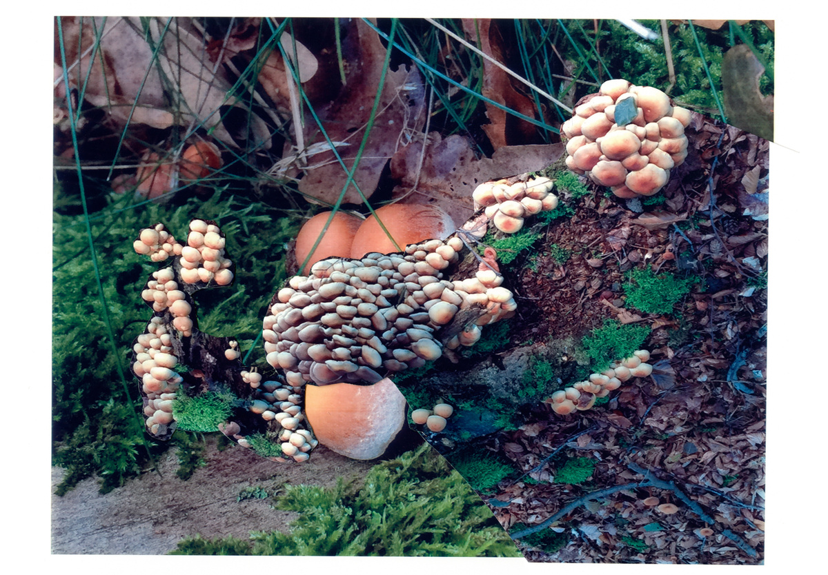  - Hypholoma Capnoides, 2017