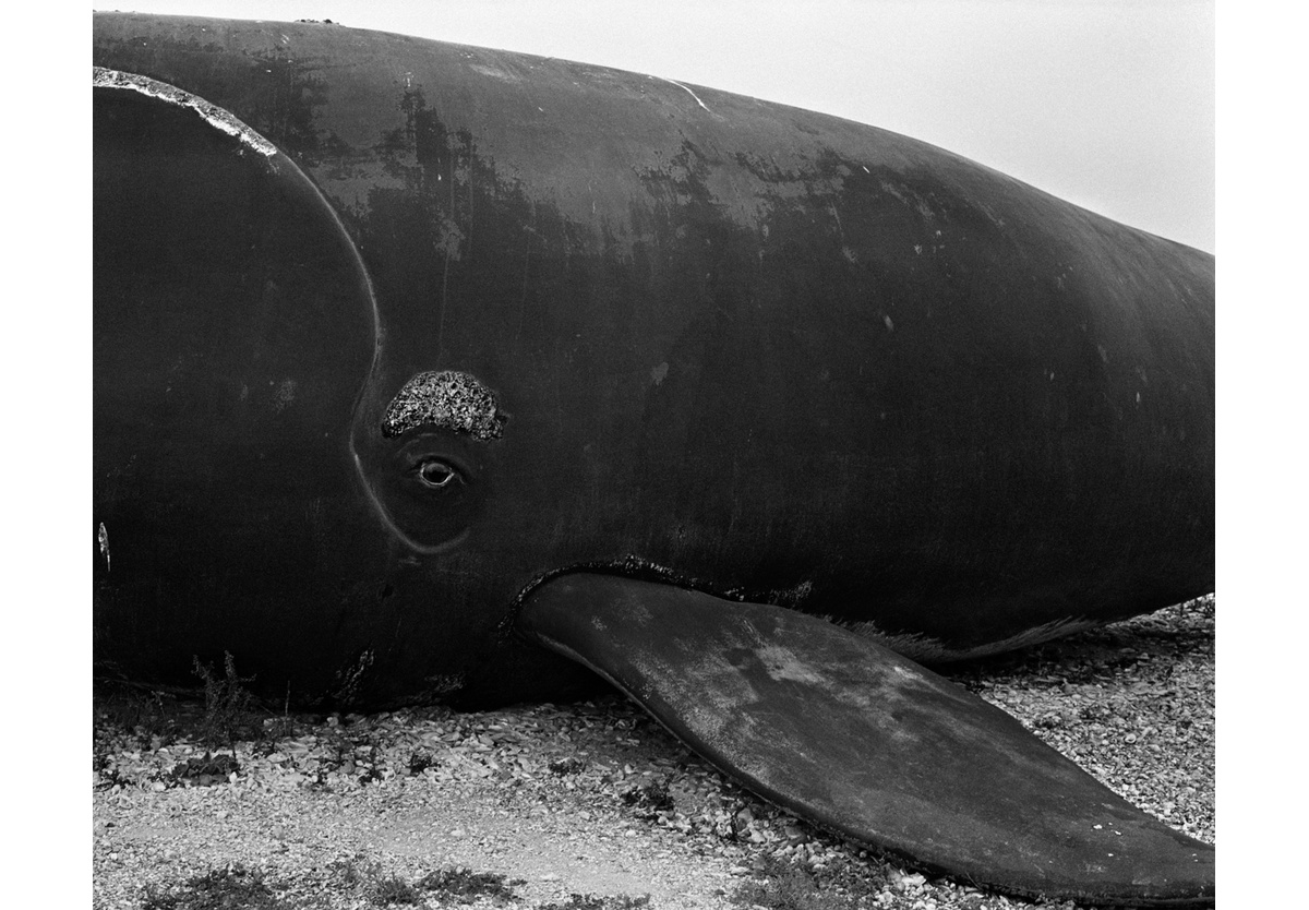  - Lambert's Bay, 2023