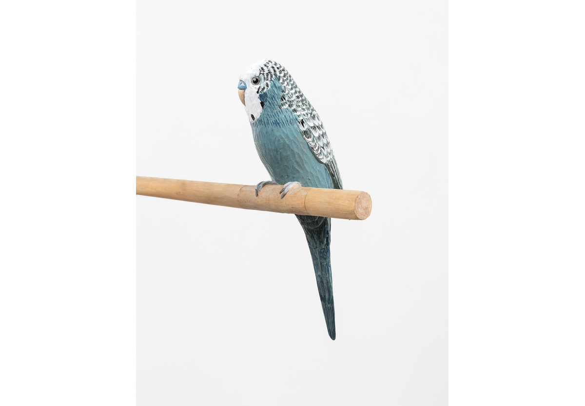  - Budgie, 2017