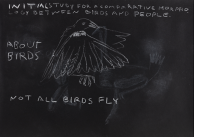 INITIAL STUDY FOR A COMPARATIVE MORPHOLOGY BETWEEN BIRDS AND PEOPLE [Not all birds fly]