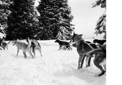 Snow dogs, Vancouver