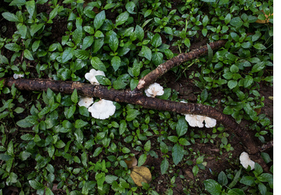 A Walk Landscape IV, Abuja