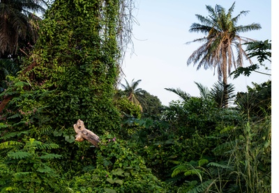 A Walk Landscape III, Lagos, Nigeria