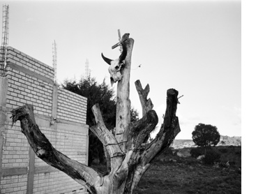 Skull tree, Oaxaca