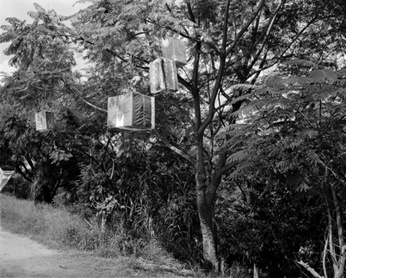 The gifts in the trees, Oaxaca