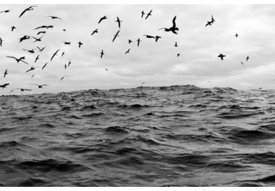 Sea birds, Cape Point