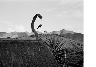 Little bird, Oaxaca