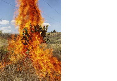 Burning bush. Oaxaca de Juárez, 2018