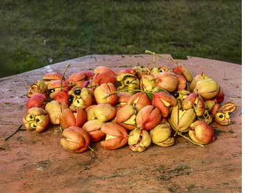 Ripe ackee, Port Maria, Jamaica