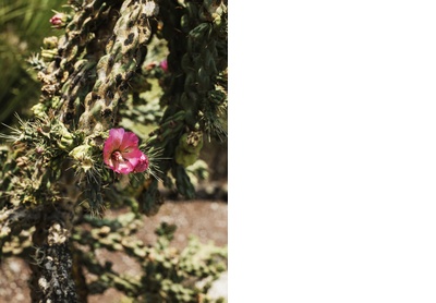 Spring blossom. Mexico City, 2019