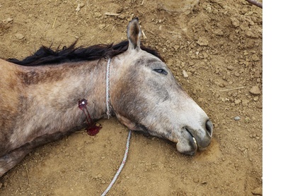 The gelding. El Alamito Buenavista, 2019