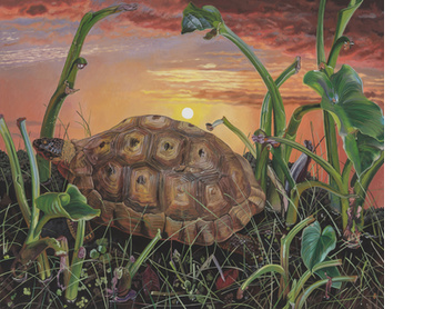 Tortoise