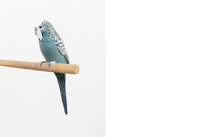 Budgie