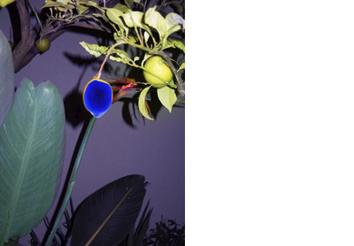 Ultramarine